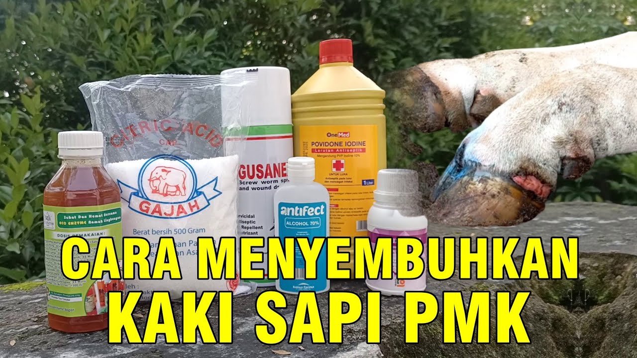 
                                 Obat-Kaki-Sapi-PMK-Cara-Menyembuhkan
